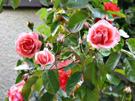 Ayant longtemps march�,